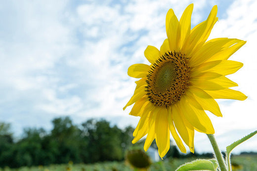 UVB rays (SUNLIGHT) may lower your risk of MS by 45%